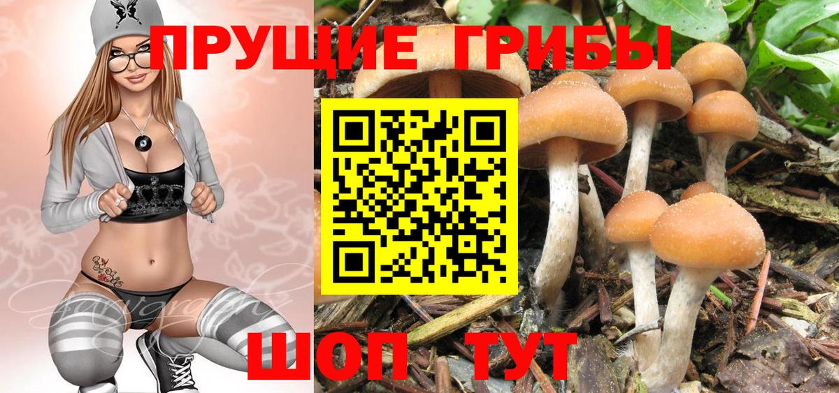 Галлюциногенные грибы Psilocybe  Вход с VPN  Галлюциногенные грибы MAGIC MUSHROOMS  Губаха 